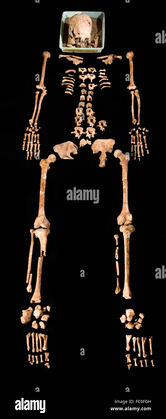 Squelette hominide presque complet dans une étude d'anthropologie physique. Banque D'Images