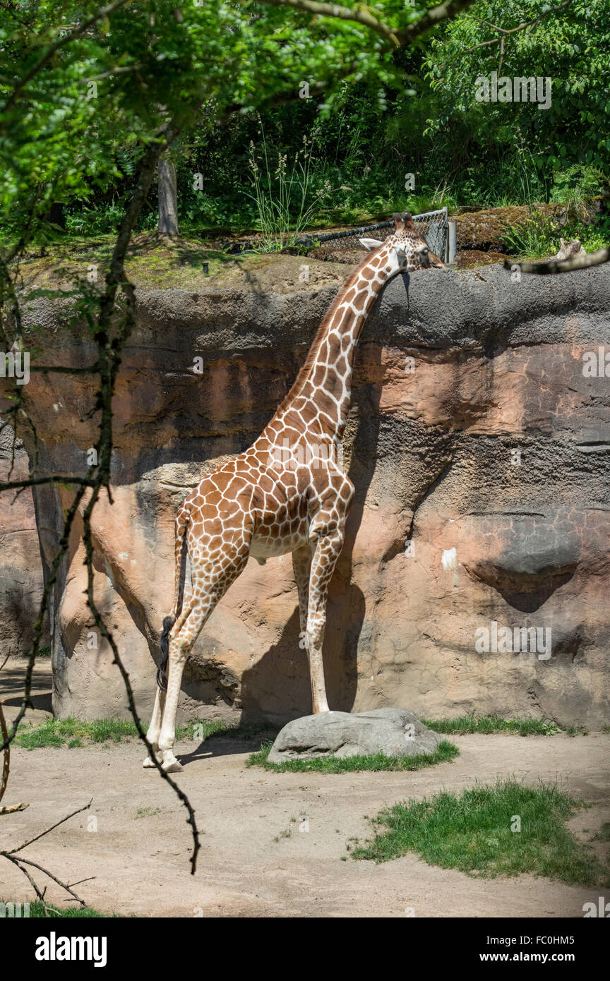 Recticulated, giraffe Giraffa camelopardalis reticulata, au zoo de l'Oregon, Portland, Oregon, USA Banque D'Images