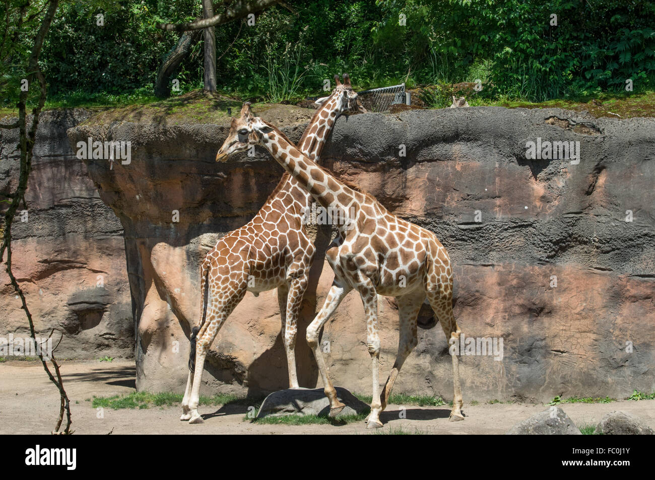 Recticulated, giraffe Giraffa camelopardalis reticulata, au zoo de l'Oregon, Portland, Oregon, USA Banque D'Images
