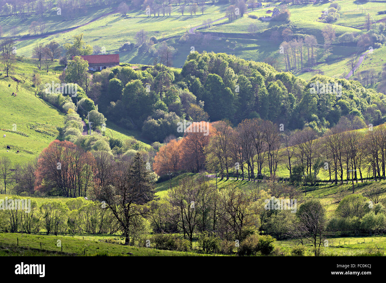 Dans├⌐paysage C zallier, Auvergne Banque D'Images