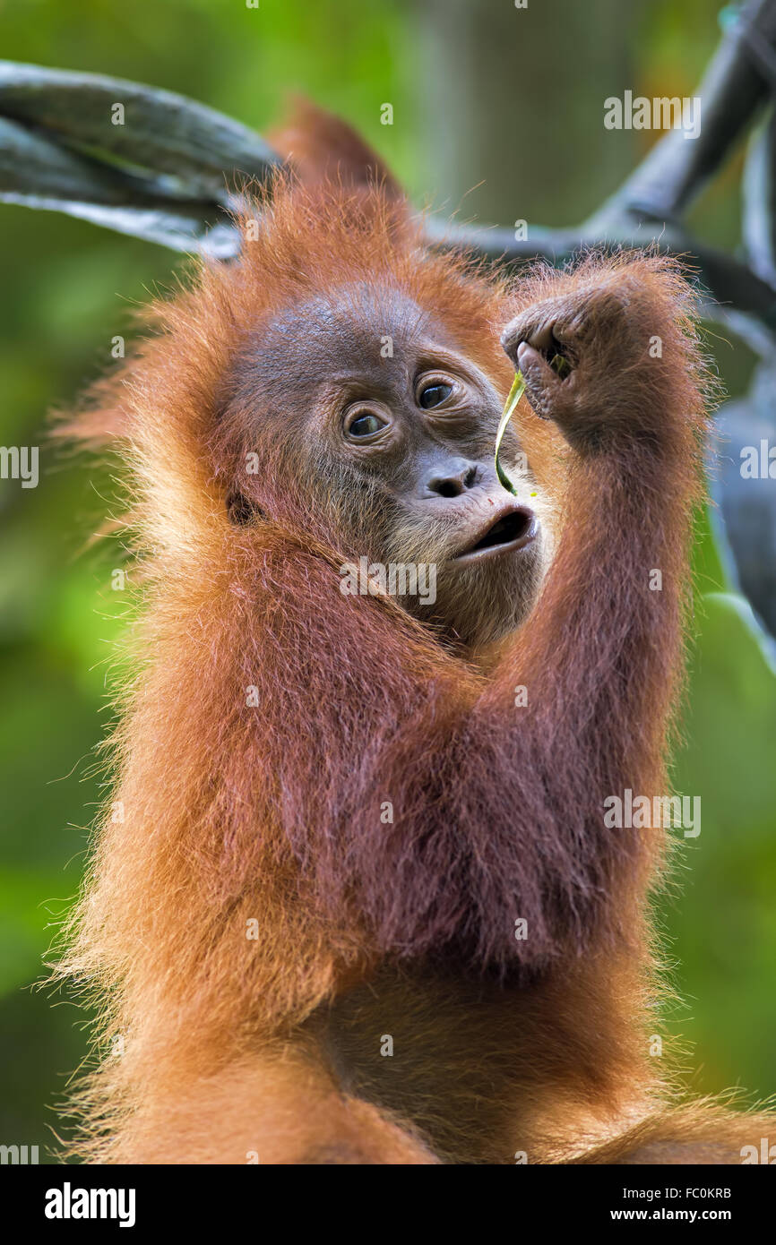 L'orang-outan de Bornéo Banque D'Images