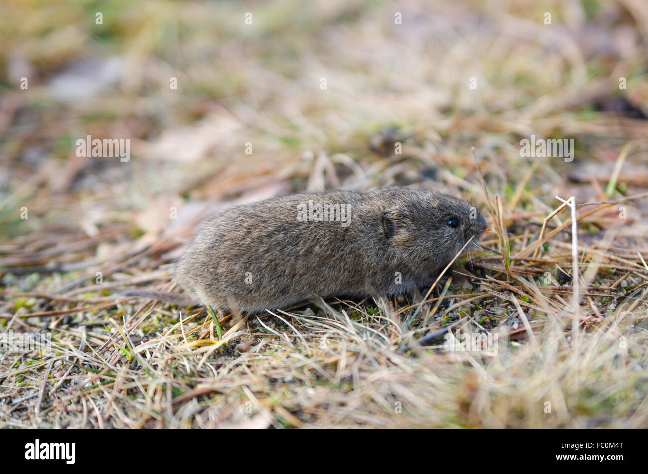 Campagnols Souris, close-up Banque D'Images