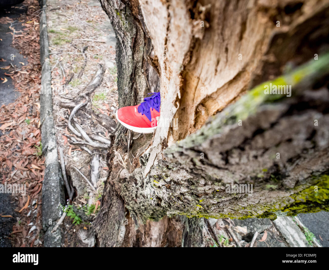 Gros plan d'une écorce, escalade Banque D'Images