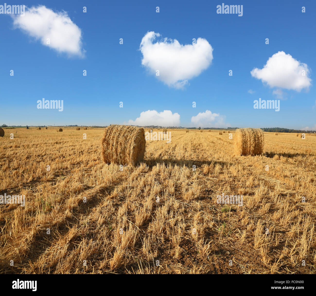 L'herbe tondue est mis en piles Banque D'Images