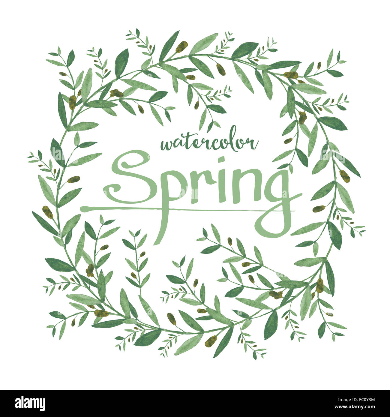 Aquarelle olivier avec ressort du texte. Illustration isolé sur fond blanc. Concept biologique et naturelle. Banque D'Images