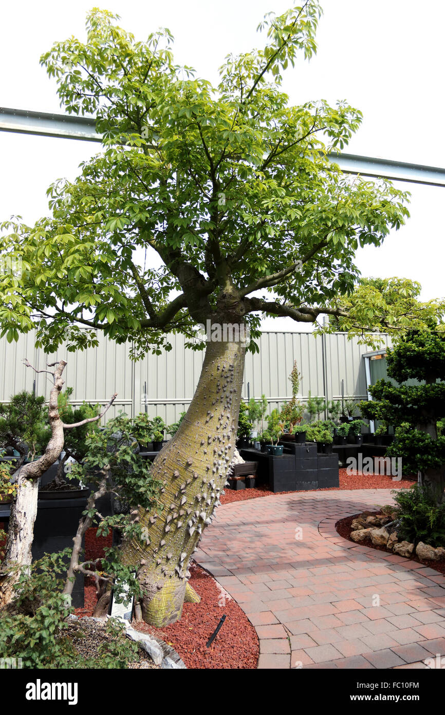 Ceiba Speciosa ou Chorisia speciosa aussi connu sous le nom de l'arbre de soie Banque D'Images