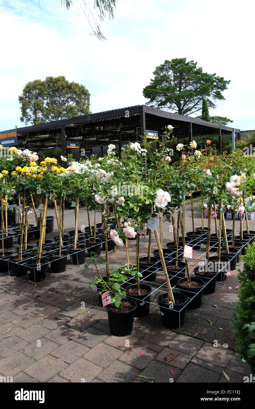 Rose standard d'arbres pour la vente Banque D'Images