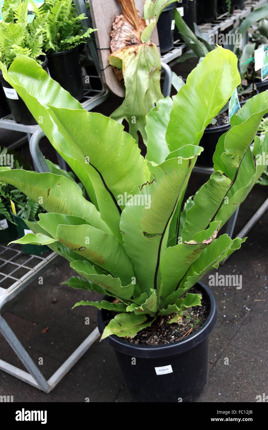 Asplenium australasicum ou connu sous le nom de Bird's Nest fern et Convention du Nid-de-Vénus. Banque D'Images