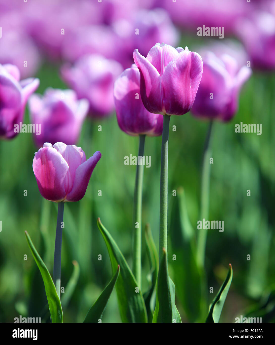 Tulipes violet avec bordure blanche Banque D'Images