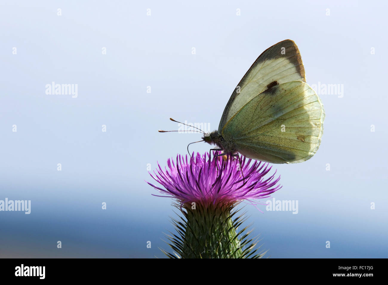 Papillon Blanc du chou sur Thistle Banque D'Images