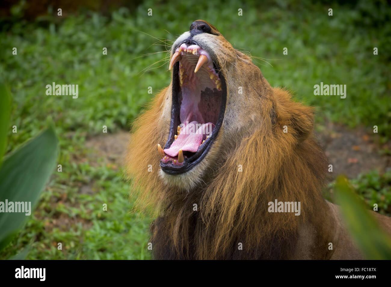 Tableau Portrait De Lion Sur Toile Tendue - Impression Artistique Grand Format, Décoration Murale Moderne