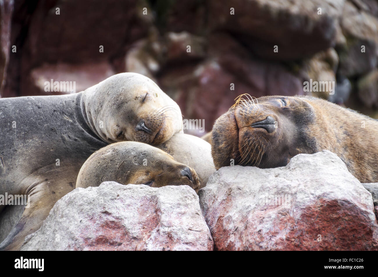 Pup Sealions dormir sur un rocher Banque D'Images
