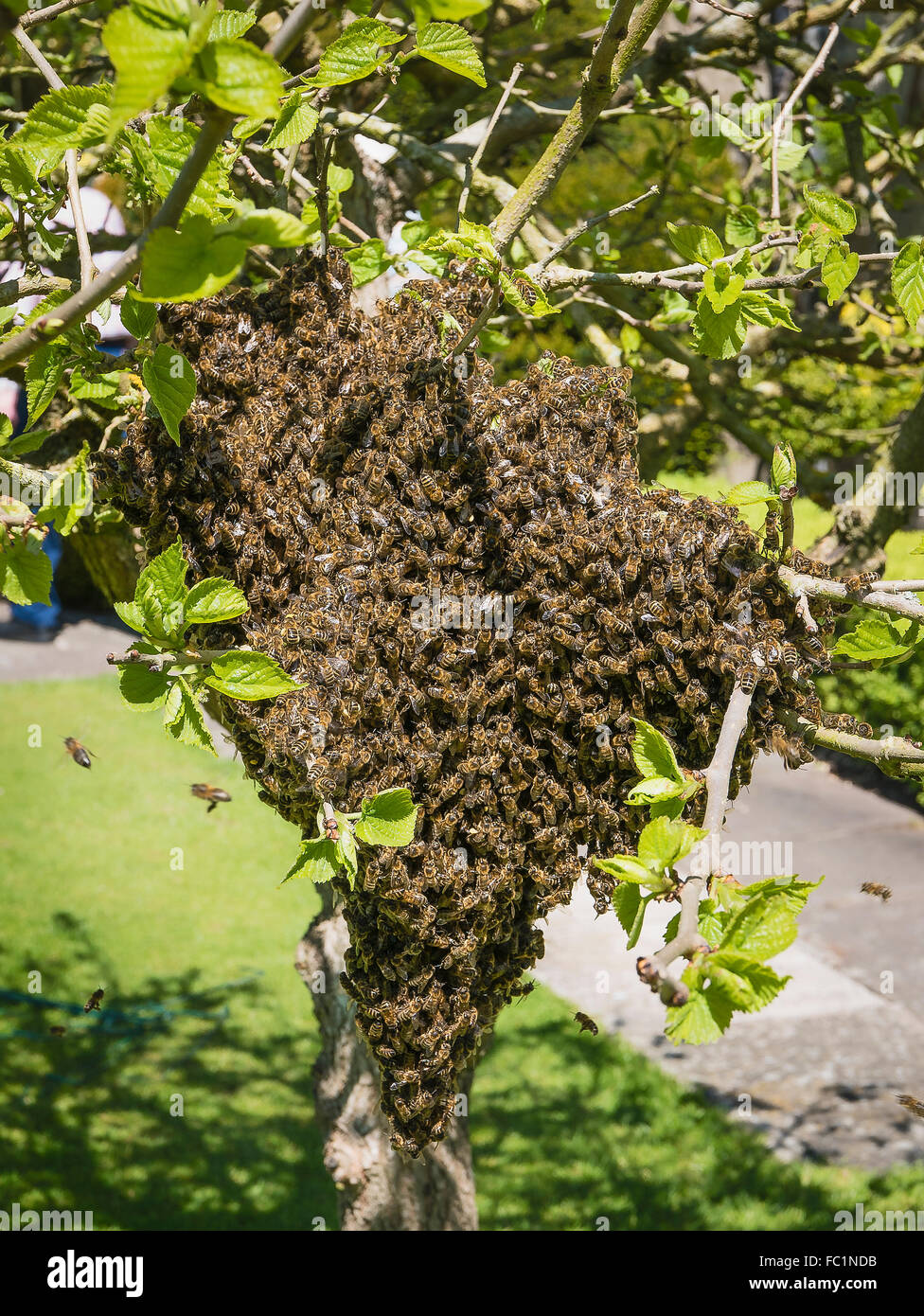 Essaim d'abeilles dans un petit mûrier au printemps Banque D'Images