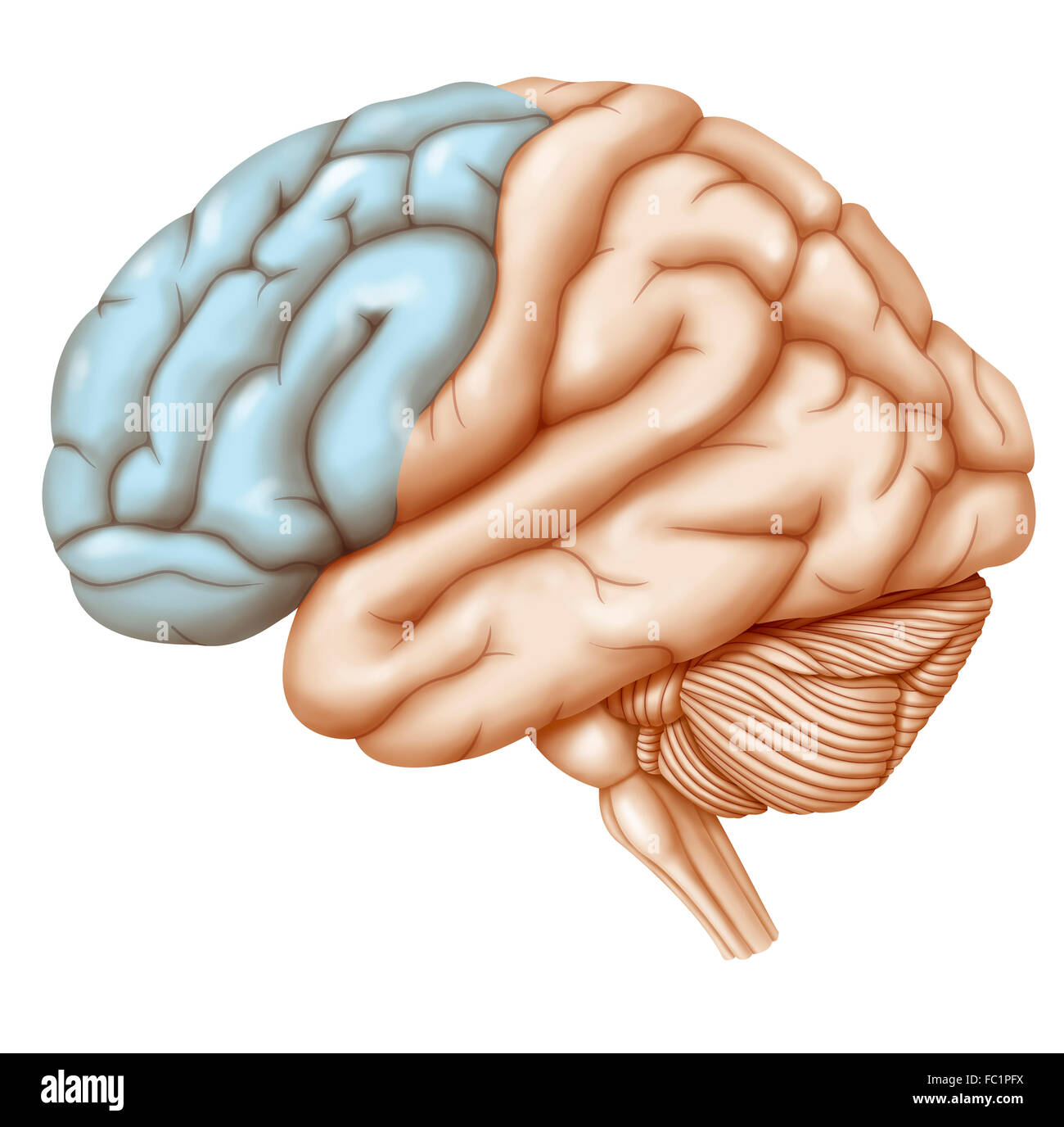 CERVEAU, DESSIN Banque D'Images