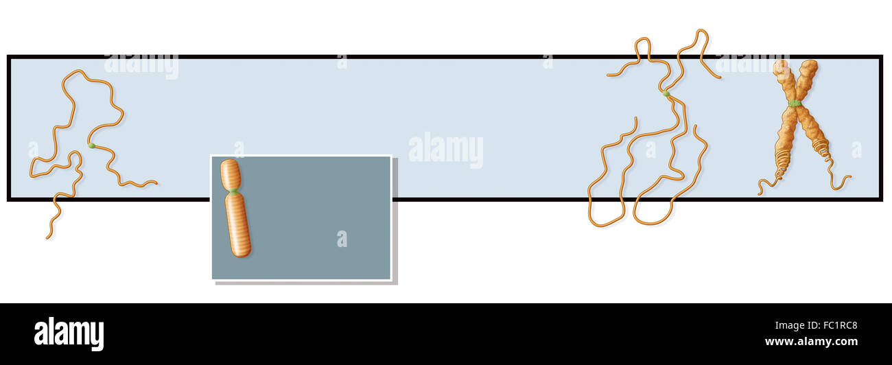 COMPACTION DE L’ADN Banque D'Images