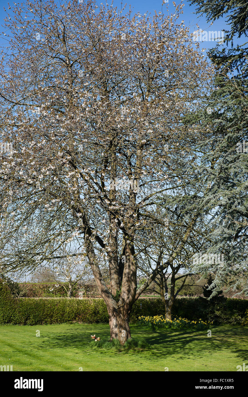 Prunus avium à nouveau s'épanouir dans un jardin anglais Banque D'Images