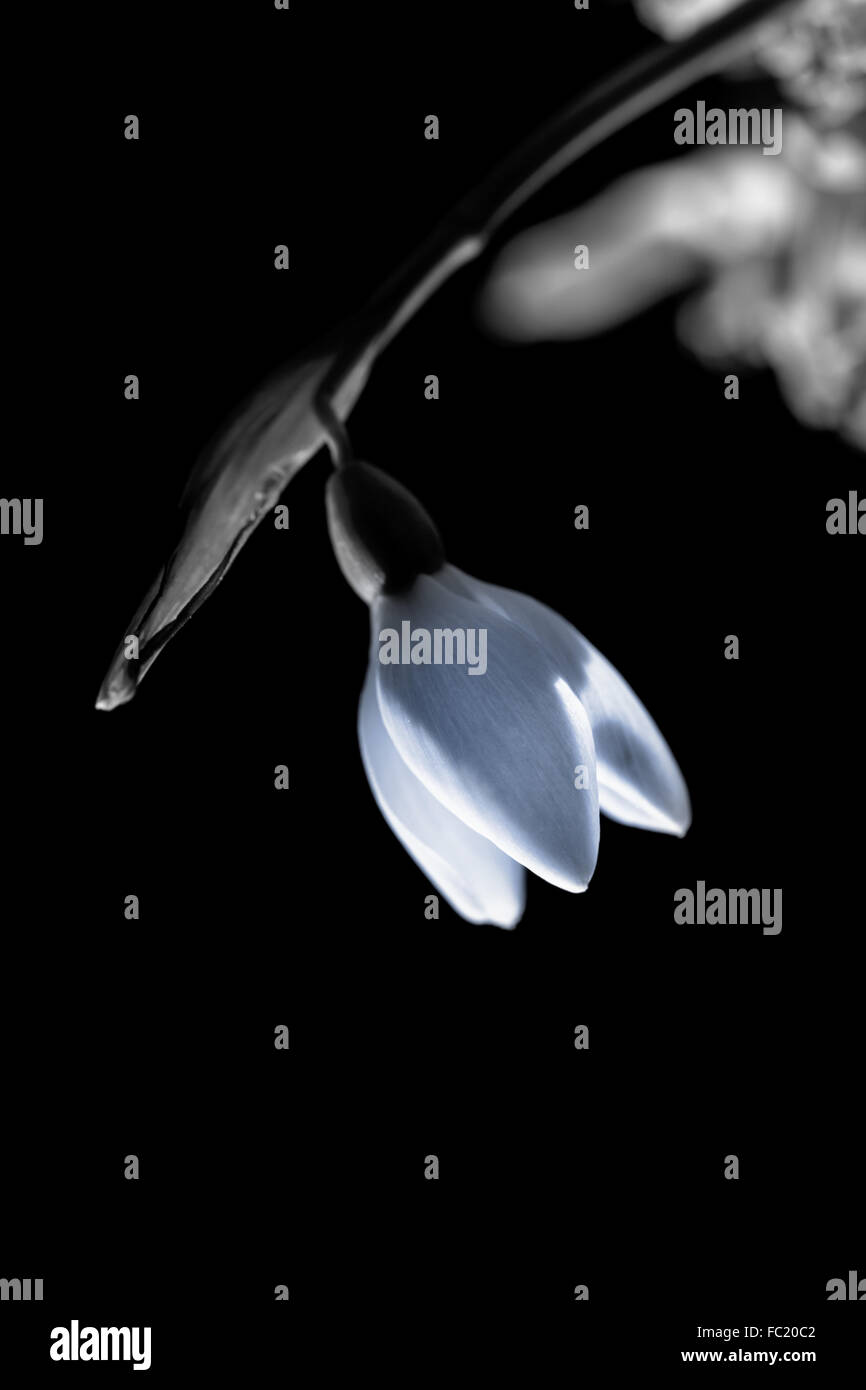 Chute de beauté-bud snowdrop in shadows comme surprise Banque D'Images