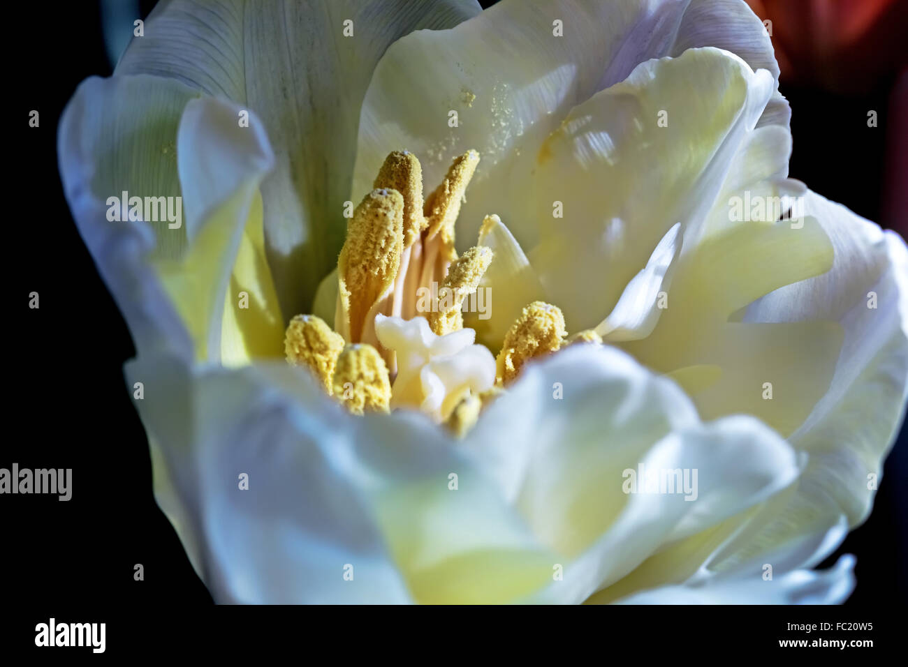Beaity white tulip close up à la lumière du soleil Banque D'Images