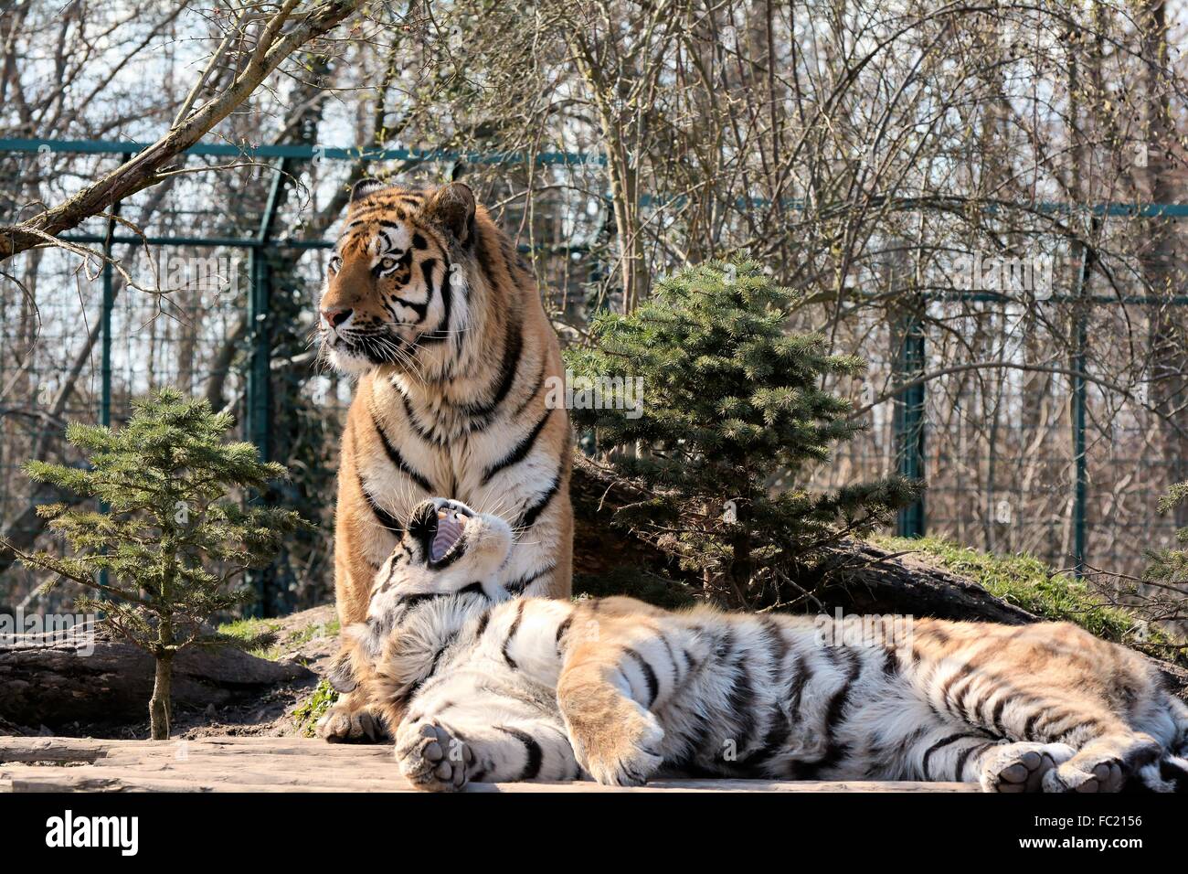 Tigre de Sibérie dans un zoo Banque D'Images