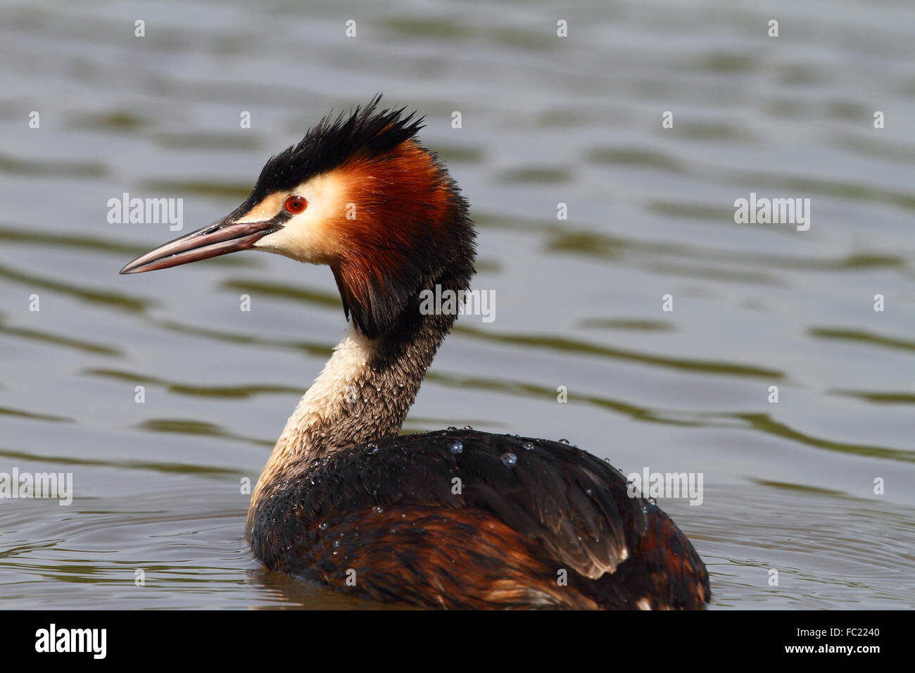 Grèbe huppé (Podiceps cristatus) Banque D'Images