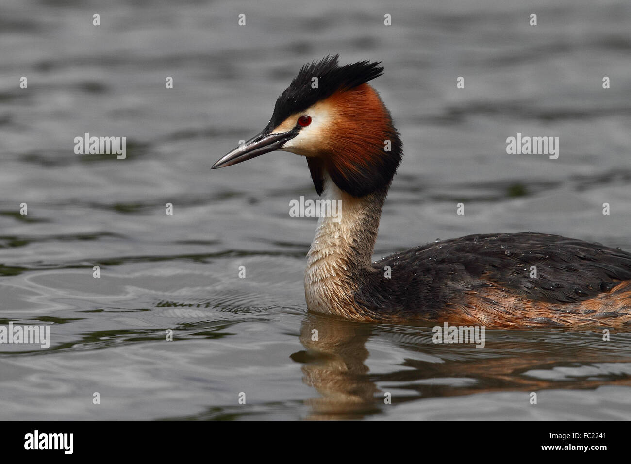 Grèbe huppé (Podiceps cristatus) Banque D'Images