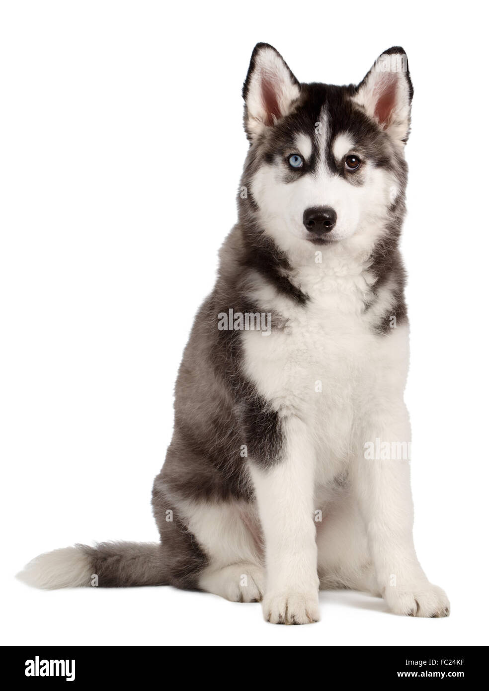 Chiot Husky Sibérien on White Banque D'Images