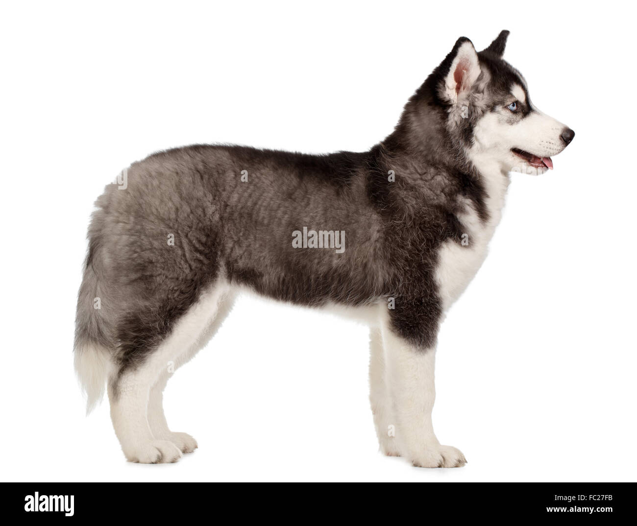 Chiot Husky Sibérien on White Banque D'Images