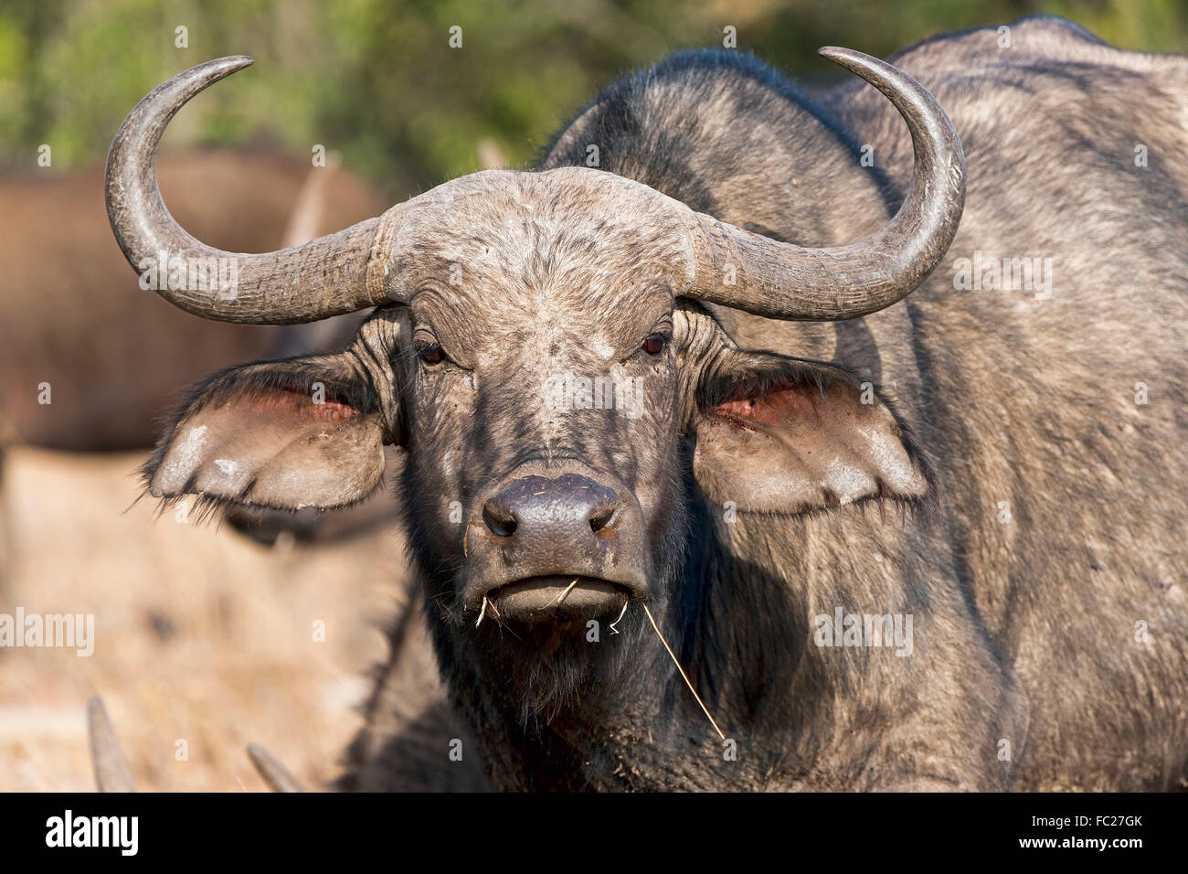 Buffle (Syncerus caffer), portrait, Ol Pejeta Reserve, Kenya Banque D'Images