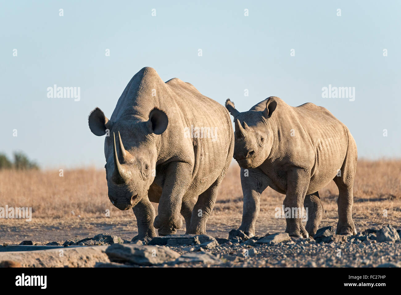 Le rhinocéros noir ou un crochet-lipped rhinoceros (Diceros bicornis), Ol Pejeta Reserve, Kenya Banque D'Images
