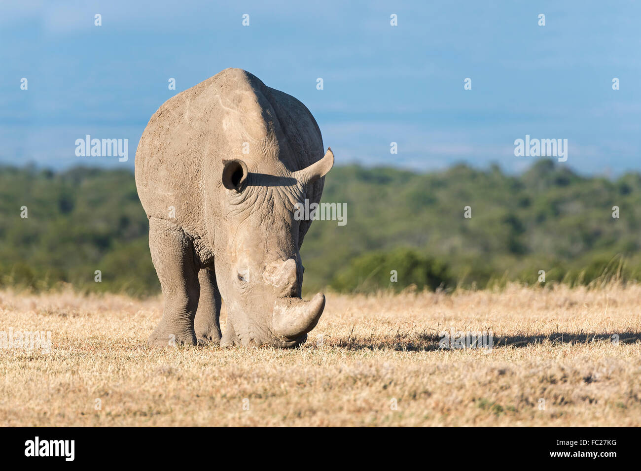 Le rhinocéros blanc (Ceratotherium simum) manger de l'herbe sèche, Ol Pejeta Reserve, Kenya Banque D'Images