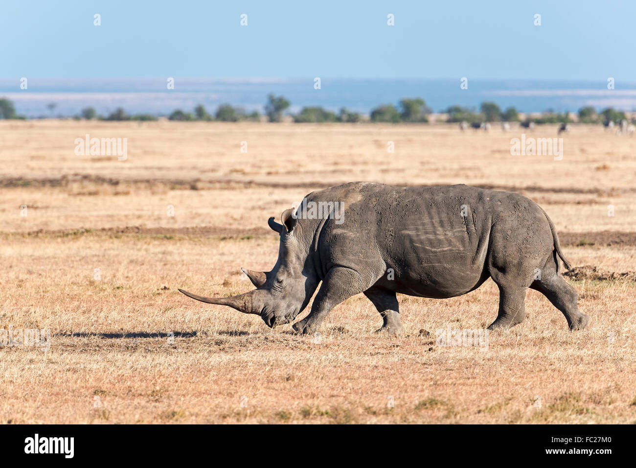 Le Rhinocéros noir (Diceros bicornis), Ol Pejeta Reserve, Kenya Banque D'Images