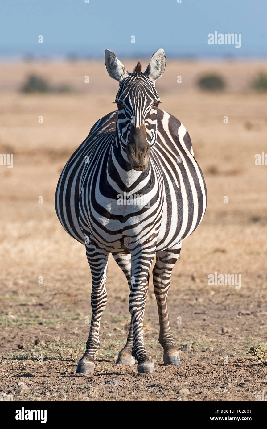 Zèbre des plaines (Equus quagga), enceinte mare, Ol Pejeta, Kenya, Afrique de l'Est Banque D'Images