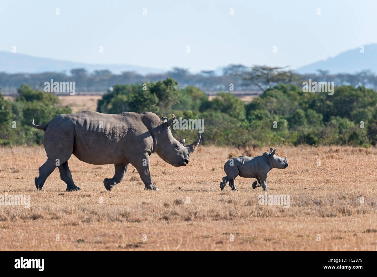 Le rhinocéros blanc (Ceratotherium simum) marcher avec les jeunes de plus de steppe, Ol Pejeta Reserve, Kenya Banque D'Images