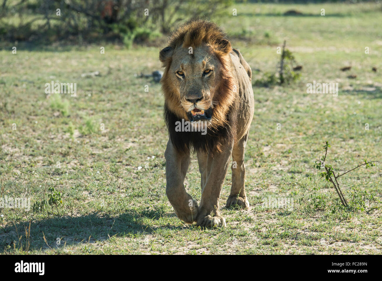 Lion (Panthera leo) marcher, frontale, homme, Mala Mala Game Reserve, Sabi Sands, Afrique du Sud Banque D'Images