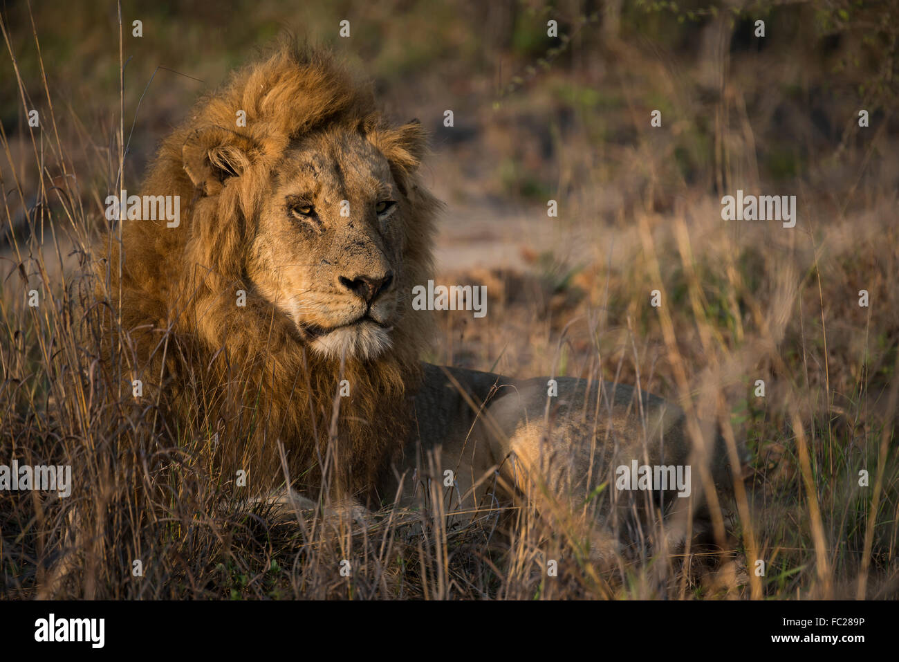 Lion (Panthera leo), homme couché dans l'herbe, Sabi Sands Game Reserve, Afrique du Sud Banque D'Images