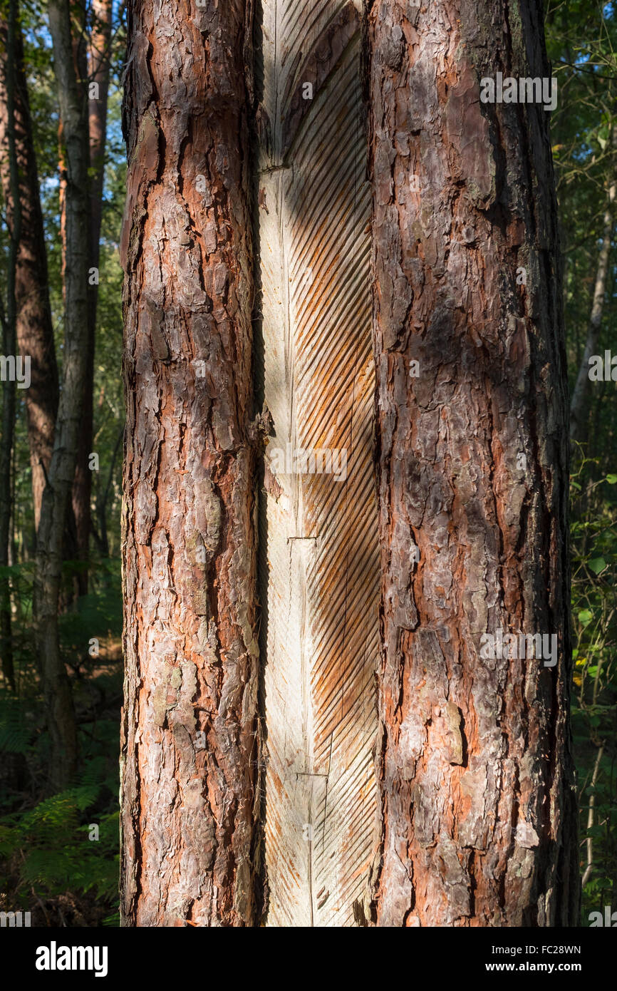 L'écorce de pin avec tronc dépouillé d'obtenir de la résine, Darß Forêt, Darß, Fischland-darss-Zingst, Poméranie occidentale Lagoon Area Banque D'Images