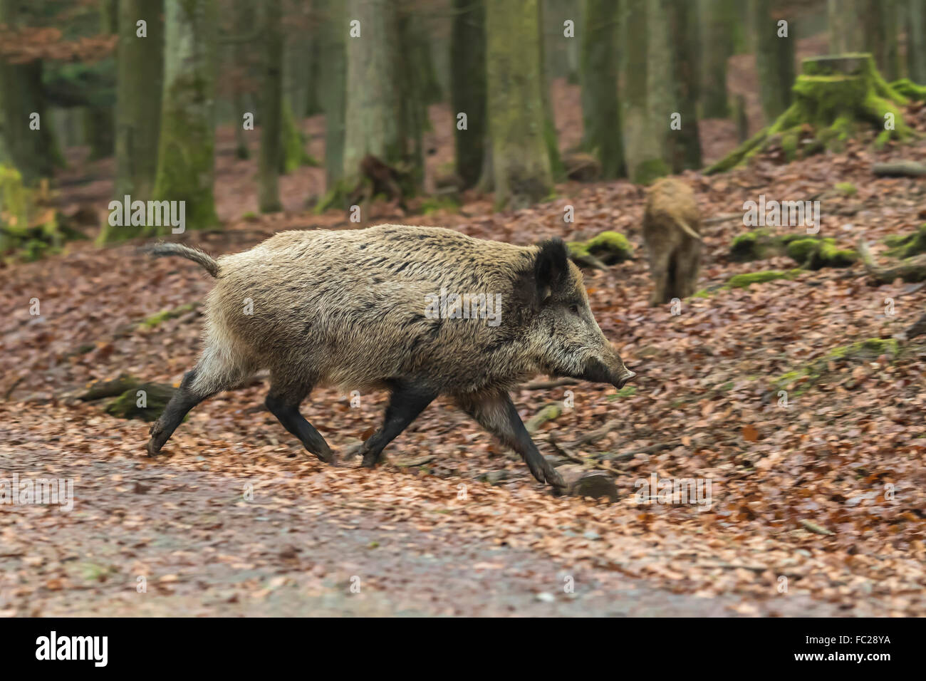 Les sangliers, les porcs sauvages aussi eurasiennes ou de sanglier (Sus scrofa) est en cours d'exécution, de l'Eifel volcanique, Rhénanie-Palatinat, Allemagne Banque D'Images