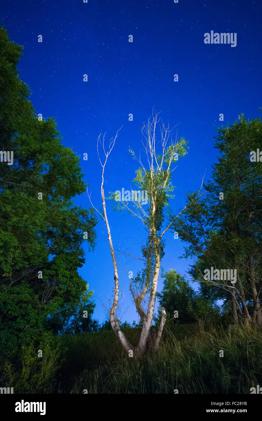 Arbre sur un fond de ciel Banque D'Images