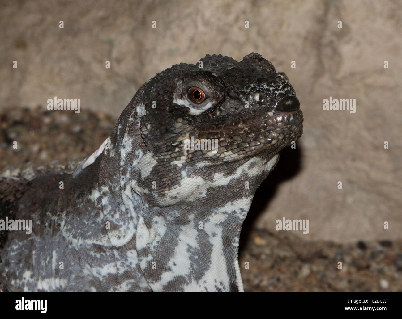 L'Iguane guatémaltèque (Ctenosaura palearis), gros plan de la tête et le haut du corps Banque D'Images