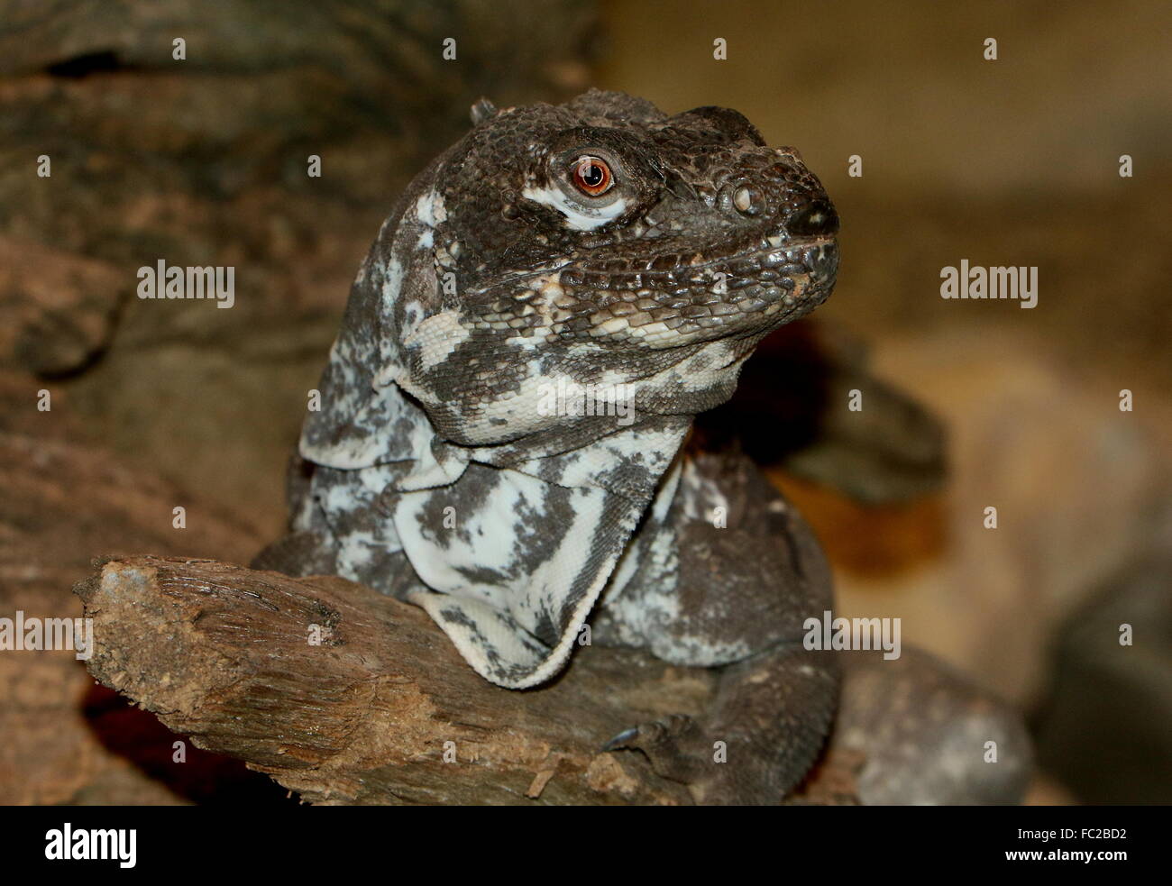 Male Black Iguana Photos Male Black Iguana Images Alamy