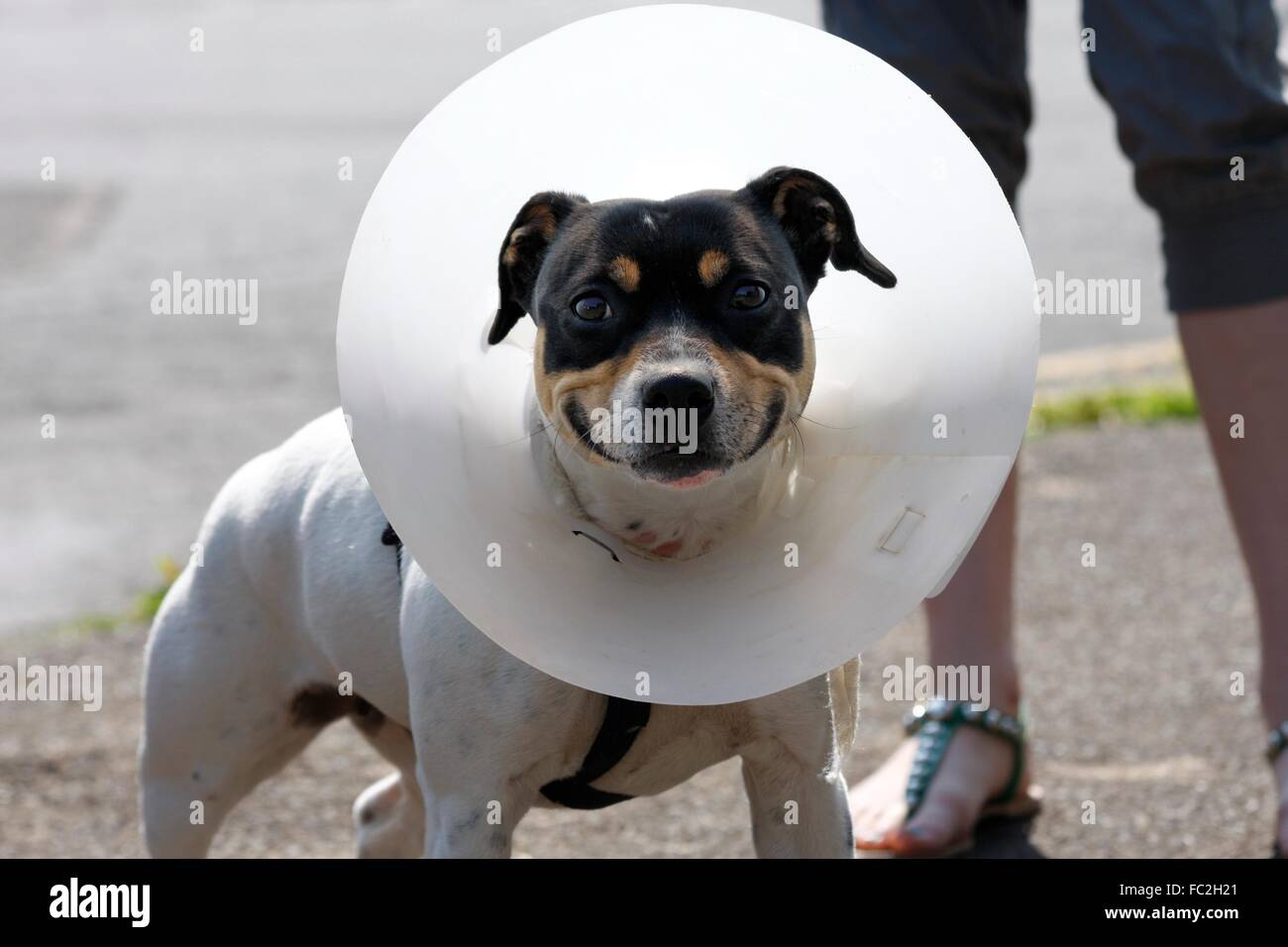 Petit chien portant un cône après la chirurgie Banque D'Images