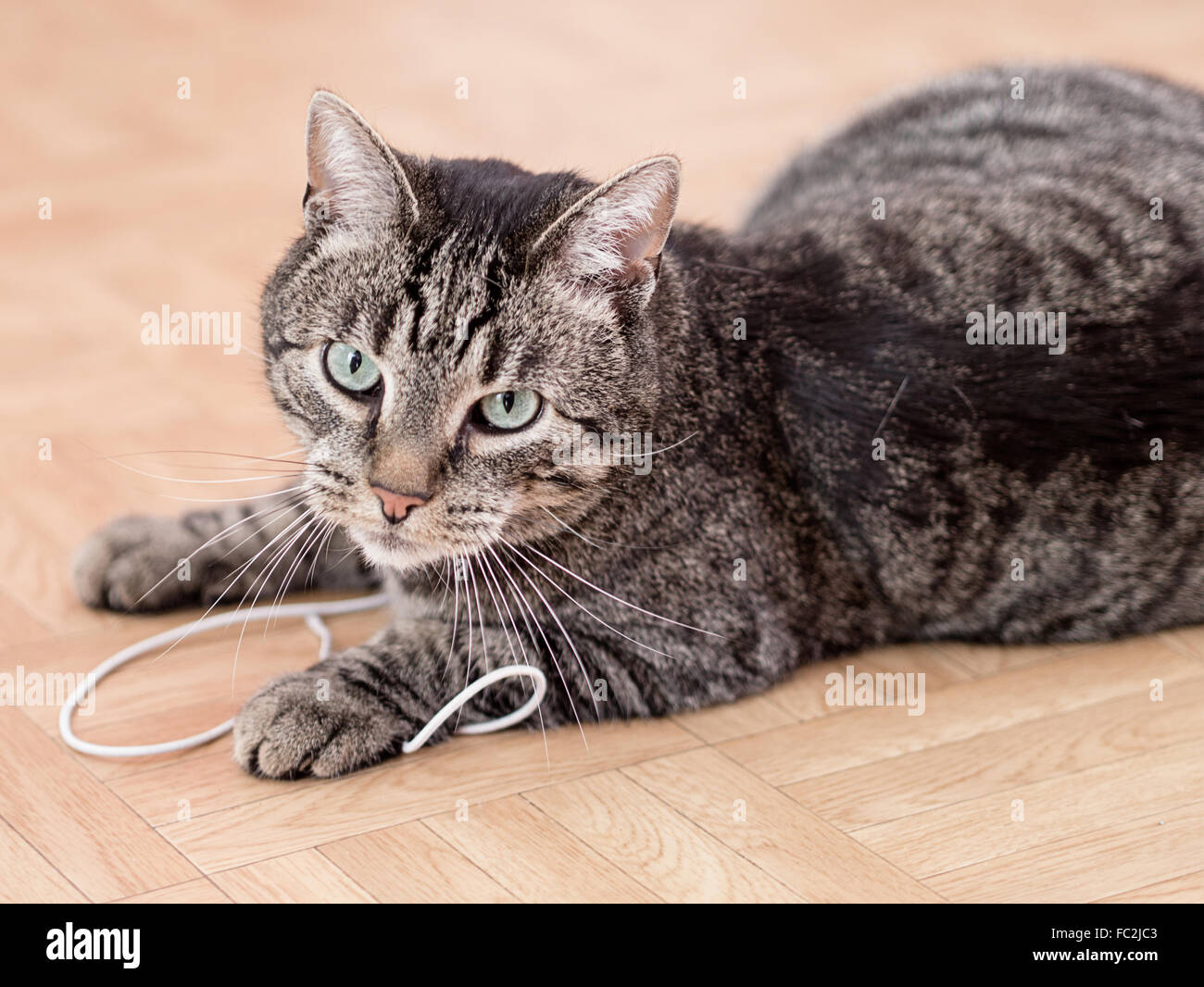 Un chat jouant avec des jouets de chat rayé gris Banque D'Images