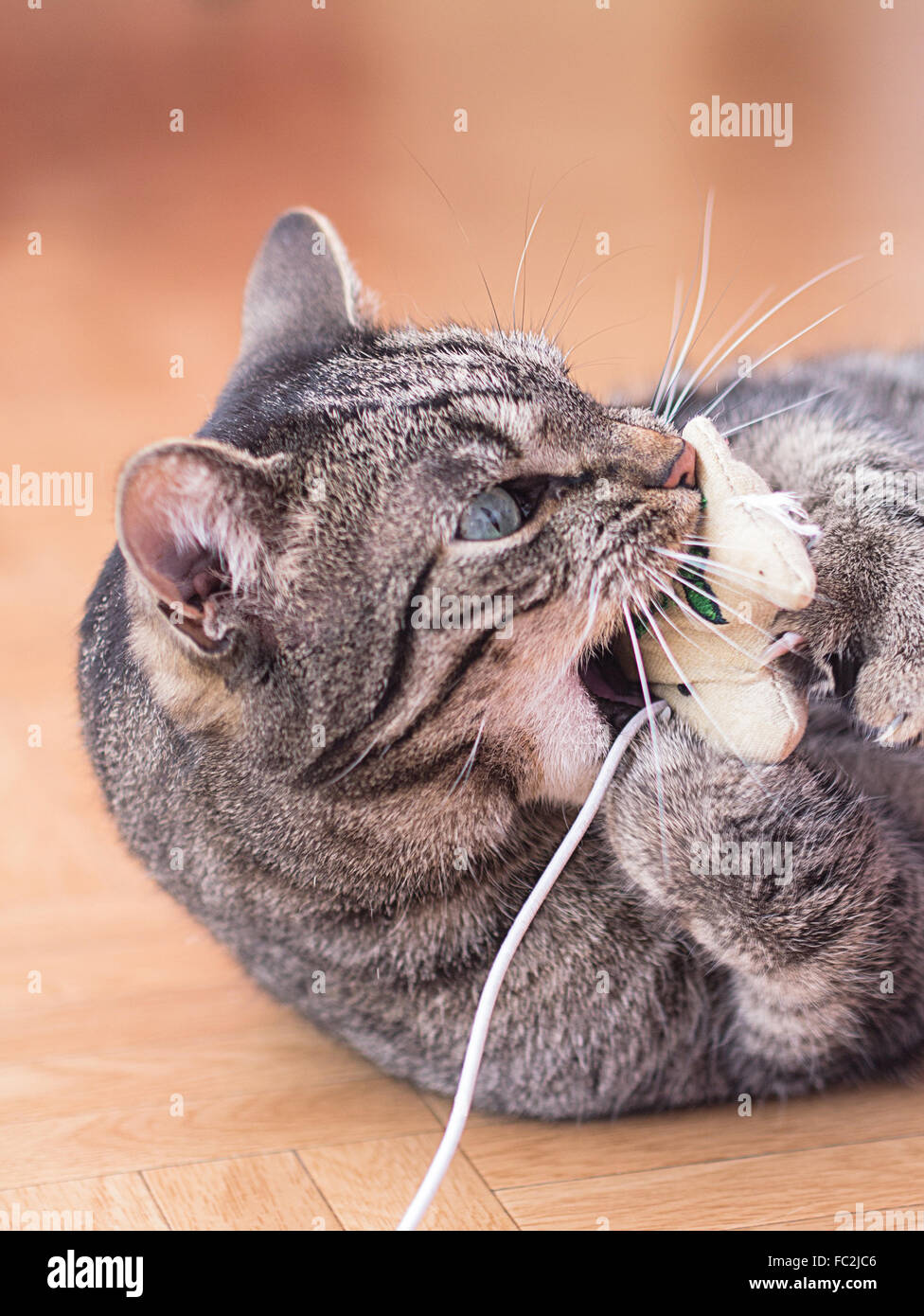 Jouer avec des jouets de chat rayé gris Banque D'Images