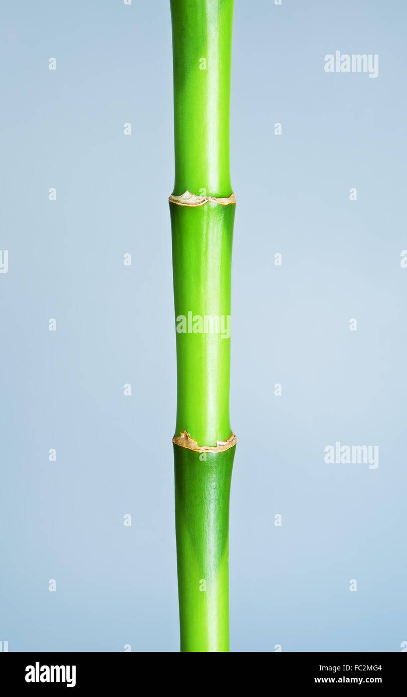 Bâton de bambou vert frais, sur fond gris Banque D'Images