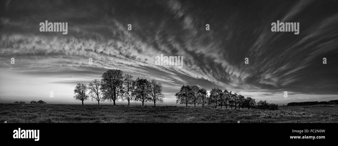 Rangée d'arbres avec des nuages/ Banque D'Images