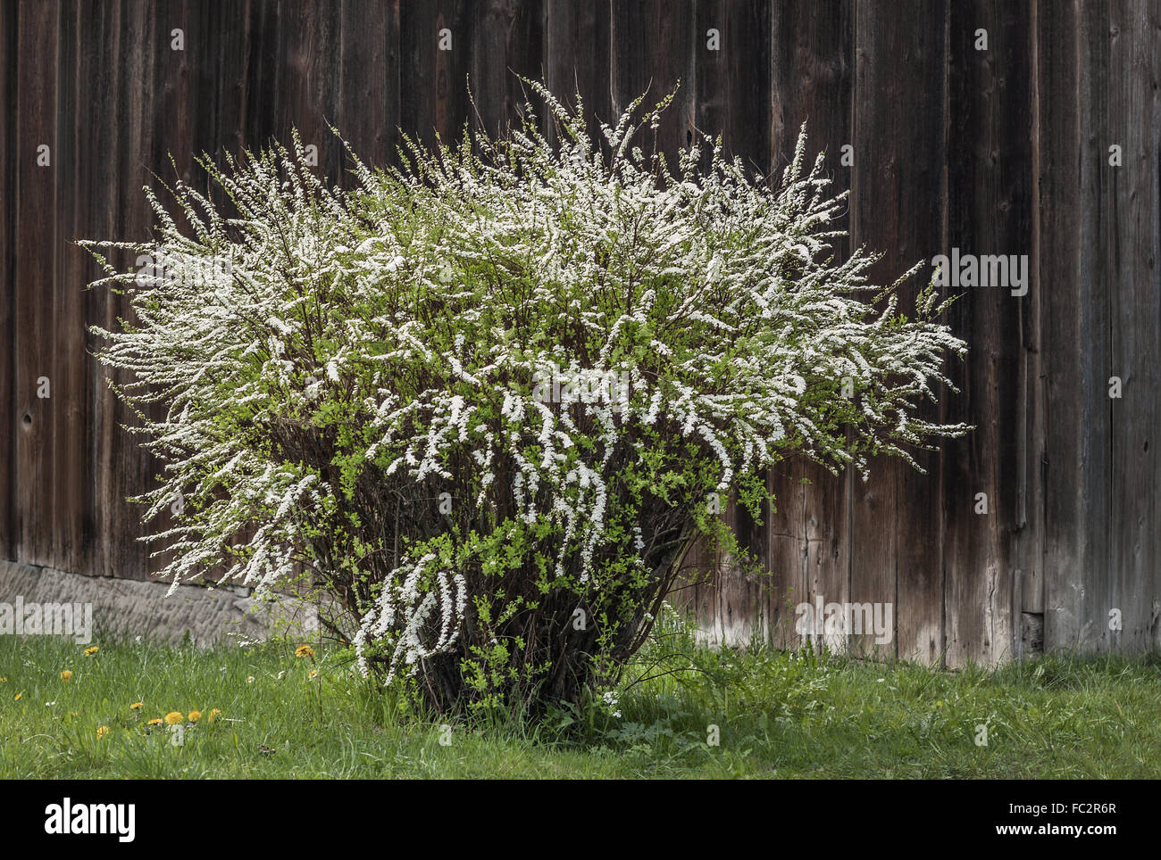Contraste - arbuste en fleurs Banque D'Images
