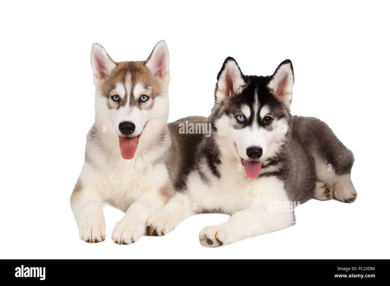 Deux chiot Husky Sibérien isolated on White Banque D'Images