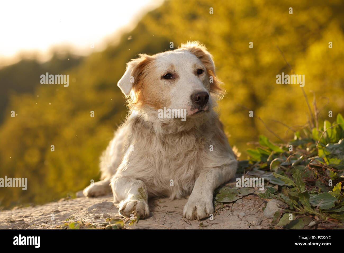 Dommage Le gingembre en plein air de chien sur fond vert Banque D'Images