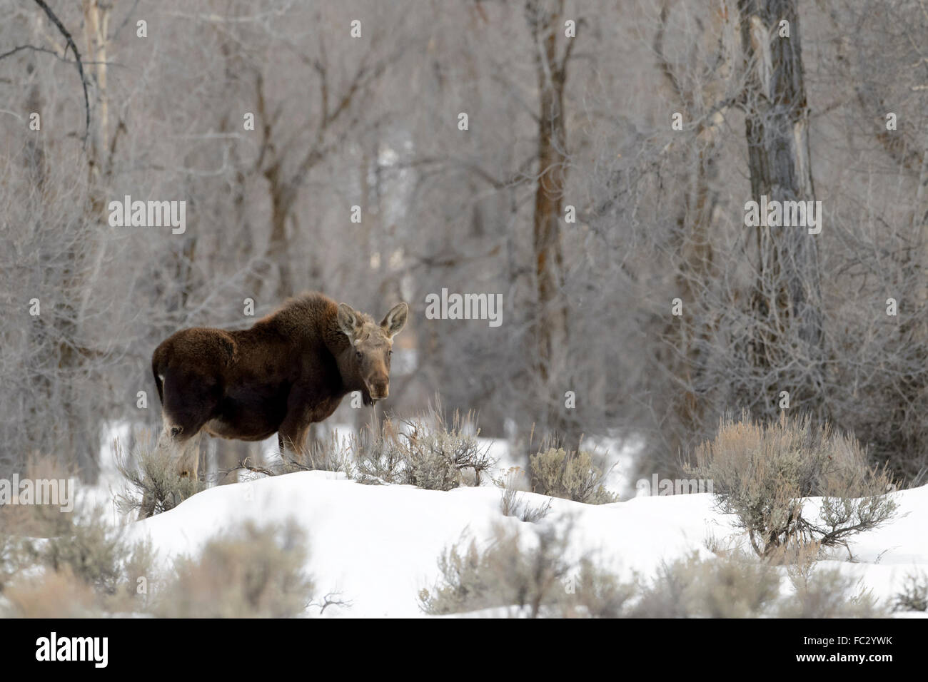 L'orignal (Alces alces) en quête de neige avec des arbres cottonwood, Parc National de Grand Teton, Wyoming Banque D'Images