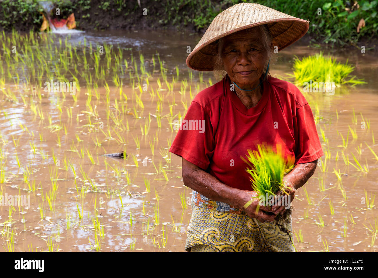 Portrait d'une vieille femme plantant du riz dans le village voisin volcan Merapi. Java Indonésie. Banque D'Images
